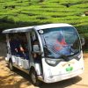 Guided Buggy Trail Shuttle