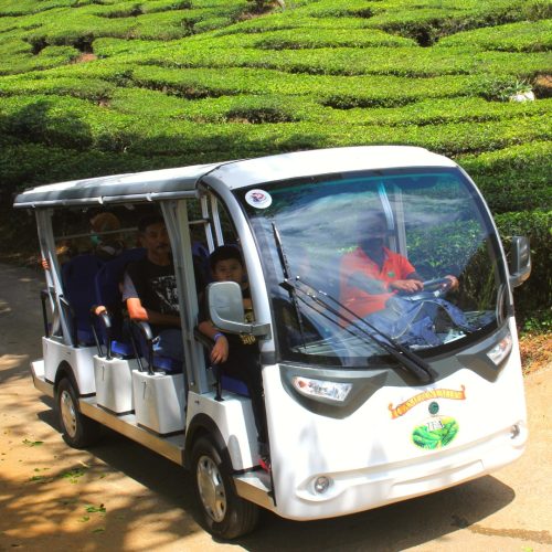 Guided Buggy Trail Shuttle
